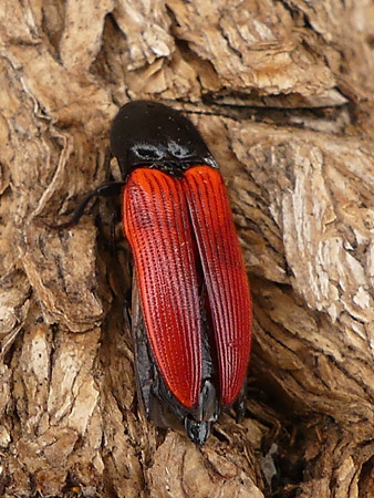 Taupin sanguin (Ampedus Sanguineus)