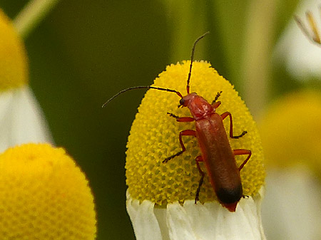 Téléphore fauve (Rhagonycha fulva)