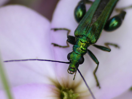 Tête Oedemera nobilis