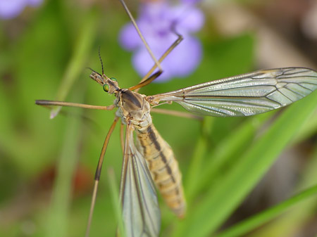 Tipule des prairies (Tipula paludosa)