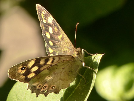 Tircis (Pararge aegeria)