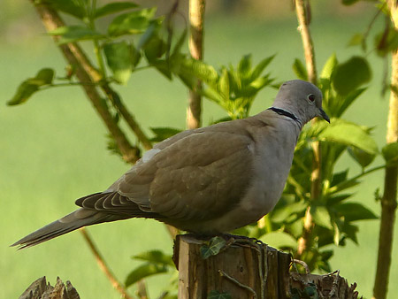 Tourterelle turque (Streptopelia decaocto)