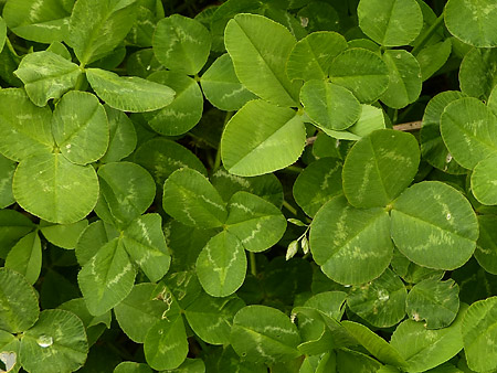 Trèfle blanc (Trifolium repens)