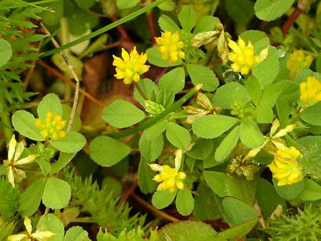 Trèfle douteux (Trifolium dubium)