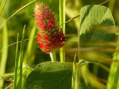 Trèfle incarnat (Trifolium incarnatum)