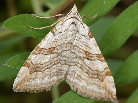 Triple raie (Aplocera efformata)