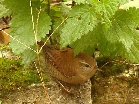 Troglodyte mignon (Troglodytes troglodytes)