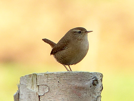 Troglodyte mignon (Troglodytes troglodytes)