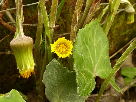 Tussilage (Tussilago farfara)