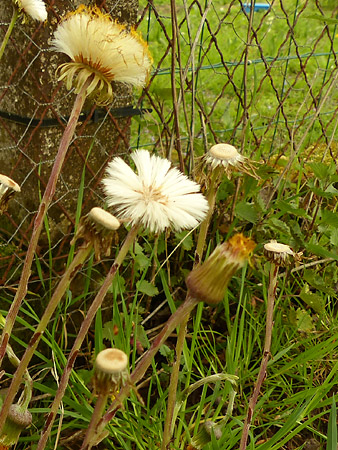 Tussilage (Tussilago farfara)