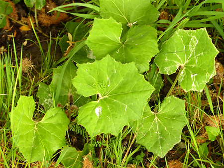 Feuilles de tussilage