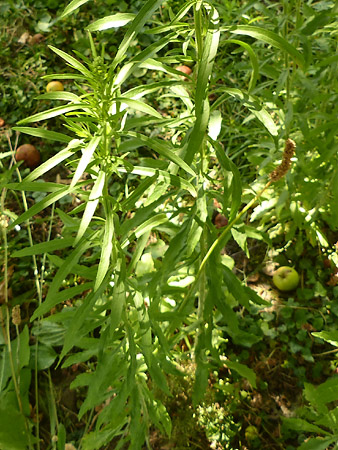 Vergerette du Canada (Erigeron canadensis)