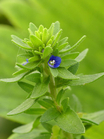 Véronique des champs (Veronica arvensis)