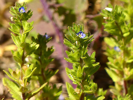 Véronique des champs (Veronica arvensis)