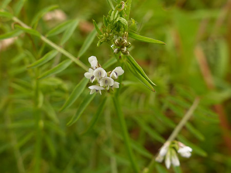 Vesce hérissée (Vicia Hirsuta)