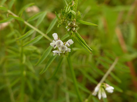 Vesce hérissée (Vicia Hirsuta)