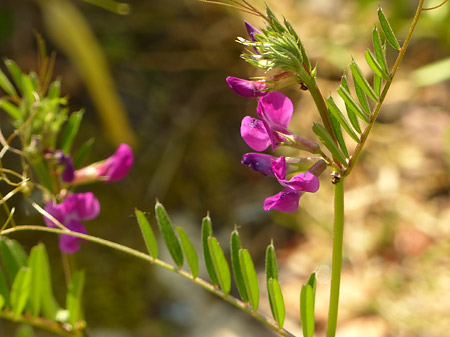 Vesce commune (Vicia Sativa)