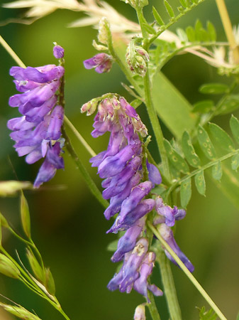 Vesce craque (Vicia cracca)