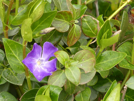 Grande pervenche (Vinca major)