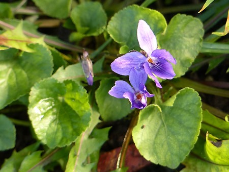 Violette (Viola sp.)