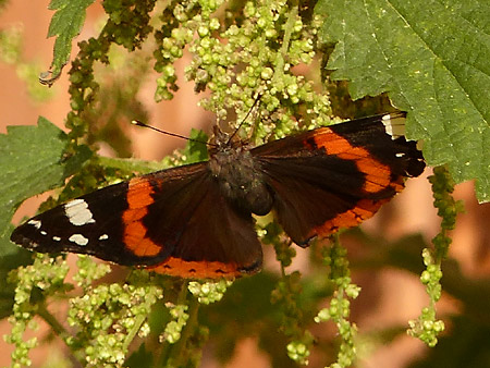 Vulcain (Vanessa atalanta)