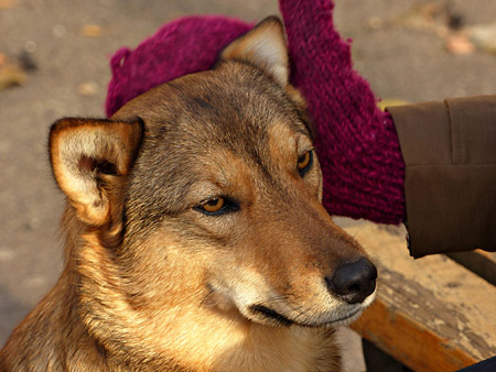 Chien-loup de la zone d'exclusion de Chernobyl