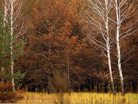 La foret rouge de Chernobyl